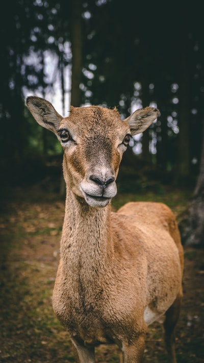 Brown deer in the forest during the day
